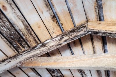 Attic Mold Testing - Specialized Attic Services And Maintenance Gray, Georgia