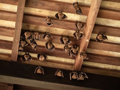 Bat In Attic Removal - Specialized Attic Services And Maintenance Big Rapids, Michigan